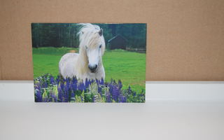 postikortti hevonen