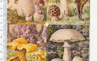 * * Heller, syömäkelpoiset sienet- pikku- arkki, 16,5 x 12 *