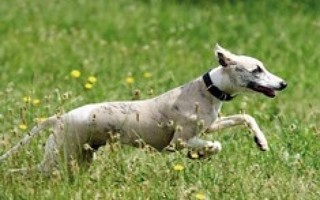 Whippet, uusi, sis. pk