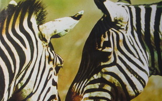 Afrikan eläimiä - Jane Burton