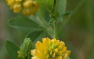 Kelta-apila (Trifolium aureum), siemeniä 50 kpl