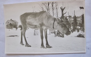 VANHA Postikortti Rovaniemi Lappi 1930-