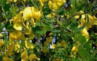 Keltarakkopensas (Colutea arborescens), siemeniä 20 kpl