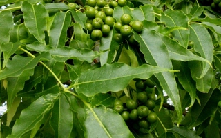 Amurinkorkkipuu (Phellodendron amurense), siemeniä 30 kpl