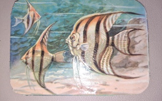 Nelkku - Meren kauniit kalat - 1950-l