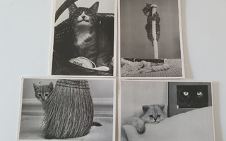 Kissa postikortteja 4 kpl