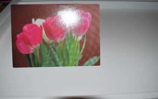 postikortti (A) tulppaani
