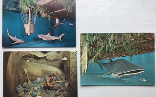 Postikortti 1960-luku | 3 kpl Kon-Tiki | kulkematon