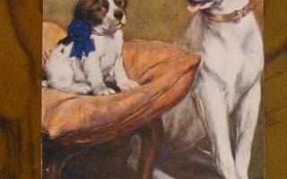 Koira ja koiranpentu, VANHA KORTTI, ennen 1937 #1050