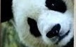 Kirjanmerkki Panda WWF