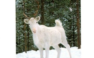 °°PORO LUMIMAISEMASSA°° -KORTTI / Finnish Lapland