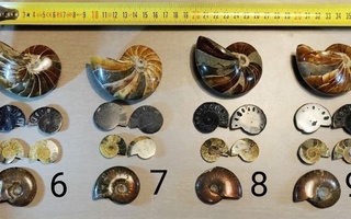 Kokoelma erilaisia ammoniittifossiileja Madagascarilta