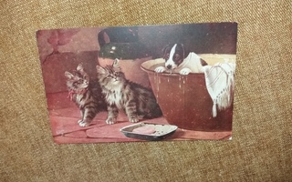 Kissa ja koirakortti