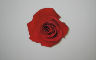 Paper House magneetti punainen ruusu (2)