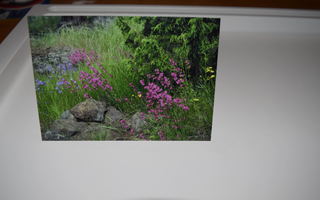 postikortti (A) kukka kivi metsä