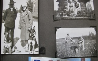 28 VANHAA Valokuvaa Koira Paljon Koiria 1920-l