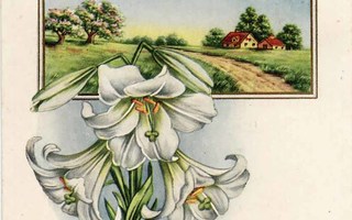 KOHOKORTTI / Maalaismaisema ja valkeat liljat. 1900-l.