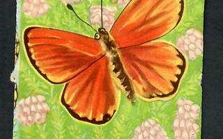 BNK 3 - Nelkku - Kaunis perhonen - 1940-luvulta