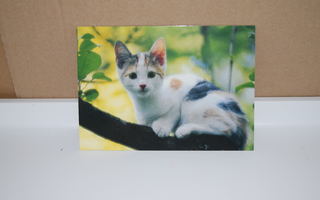 postikortti  (T)  Kissa