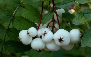 Pilvihelmipihlaja (Sorbus frutescens), siemeniä 20 kpl