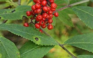 Terttuselja (Sambucus racemosa), siemeniä 30 kpl