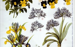 kukkia 3D kuvat (A4)