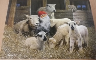 Jan Bergerlind:Joulukortti,Tonttu ja lampaat,käyttämätön.