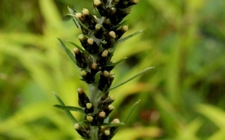 Ahojäkkärä (Gnaphalium sylvaticum), siemeniä 50 kpl