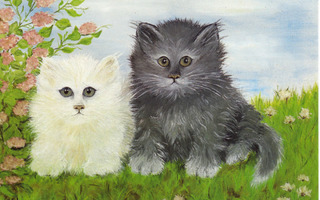 Maria Aubel: Valkoinen ja harmaa kissa niityllä