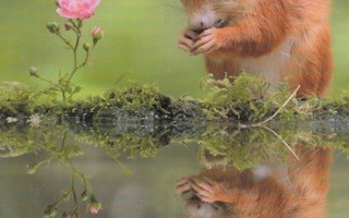 Orava peilautuu veden pinnasta