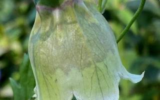Lamopeikonkello (Codonopsis clematidea), siemeniä 50 kpl