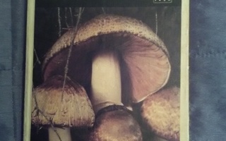 Sienestäjän kirja - Mauri Korhonen