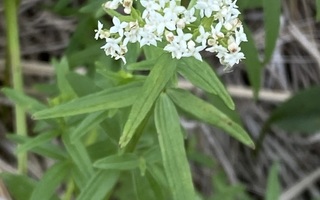 Ahomatara (Galium boreale), siemeniä 50 kpl