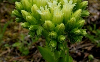 Pallomehiparta (Jovibarba globifera), siemeniä 100 kpl