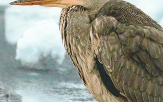Linnut :  Harmaahaikara     - Luontoliitto