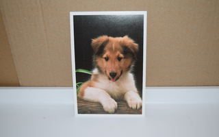 postikortti  koira (T)