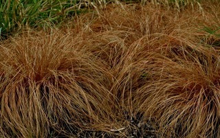 Pronssisara (Carex comans 'Bronze'), siemeniä 50 kpl