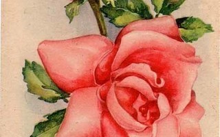 KUKKIA / Lempeän kauniit vaaleanpunaiset ruusut. 1930-l.