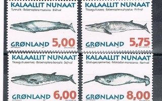 Grönlanti 1997 - Valaita (4)  ++