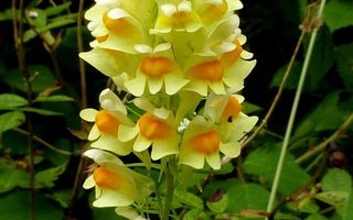 Keltakannusruoho (Linaria vulgaris), siemeniä 50 kpl