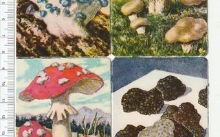 * * Heller, syömäkelpoiset sienet- pikku- arkki, 16,5 x 12 *