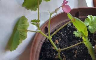 Annansilmä, Joulubegonia, Begonia ×cheimantha