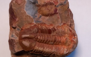 Trilobiitti/ fossiili Kiinasta