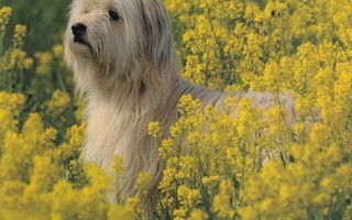 Koira keltaisten kukkien keskellä (neliökortti)