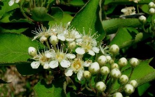 Villapunamarja (Photinia villosa), siemeniä 30 kpl