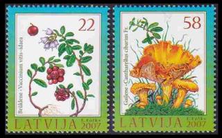 Latvia 707-8 ** Metsän kasvustoa (2007)